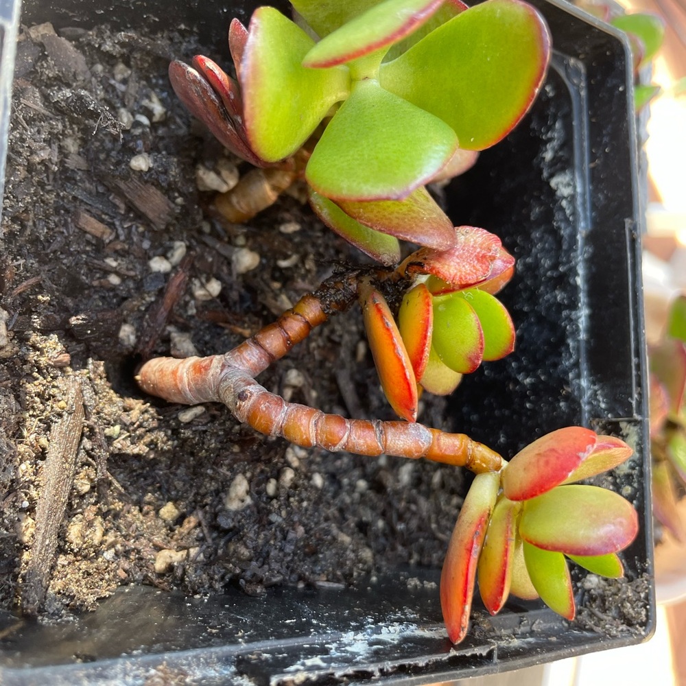 2 Rooted And Planted Jade Plants (in 1 container) - Picture 4 of 7
